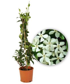 Gelsomino (Rhyncospermum) V.24 cm 180 h