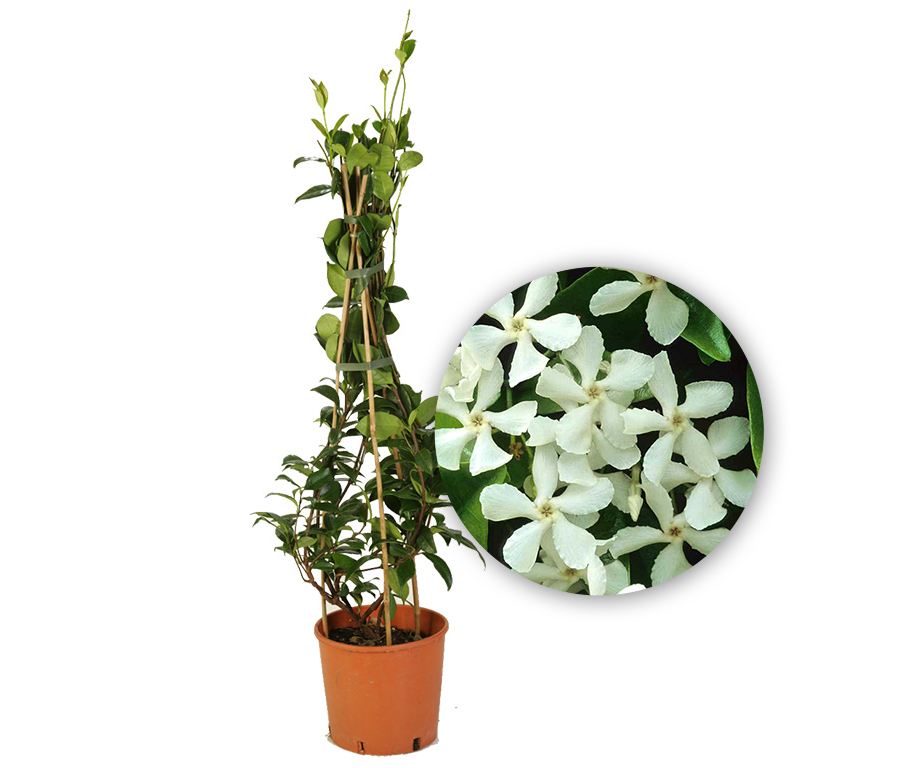 Gelsomino (Rhyncospermum) V.24 cm 180 h - immagine 2