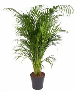 Areca (chrysalidocarpus lutescens) V.24 cm 140 h